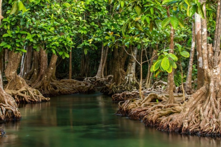Les mangroves sont des endroits vraiment spéciaux entre terre et mer